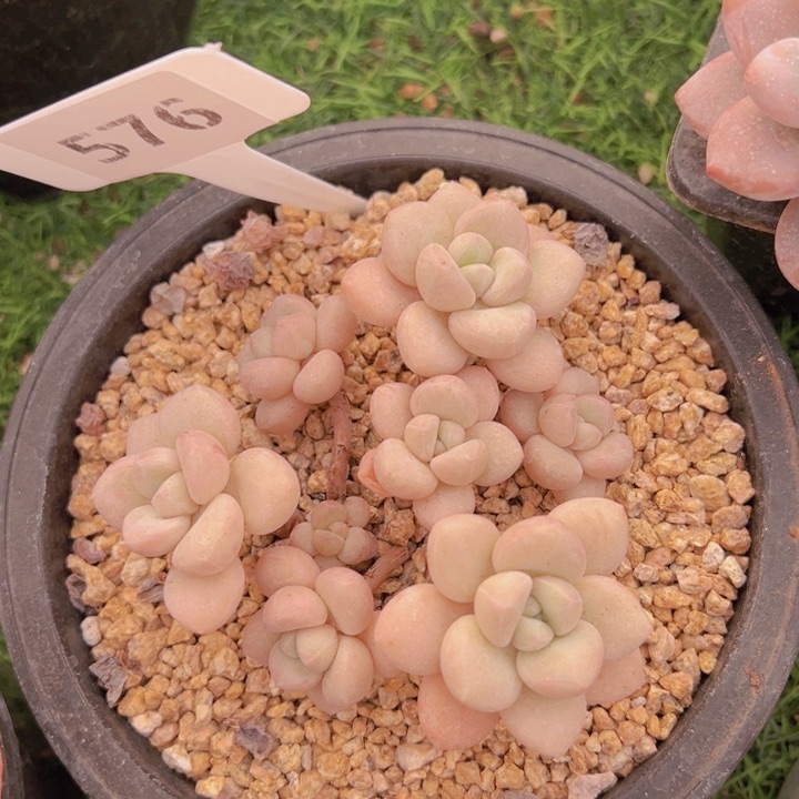 健健康康平平安安