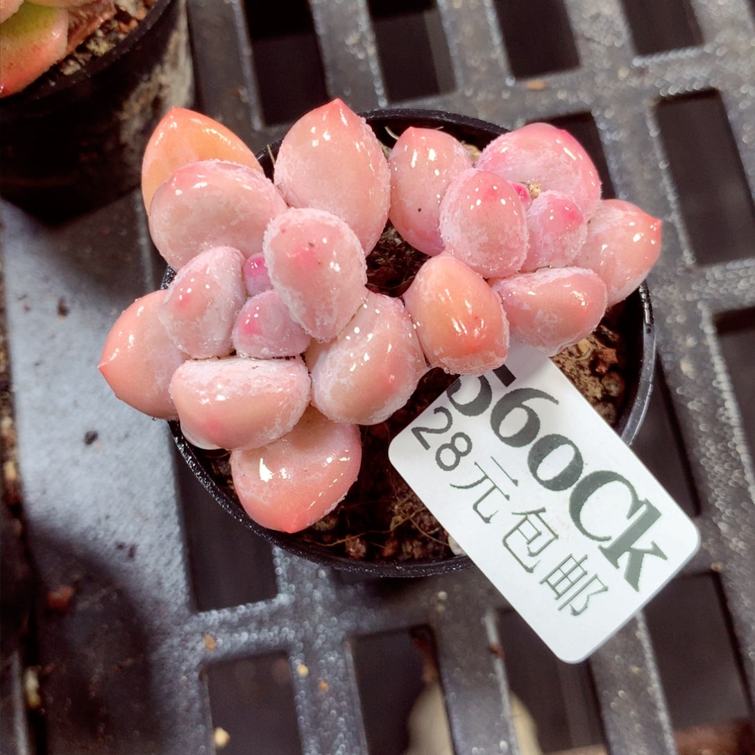 5厘米盆精控多肉560