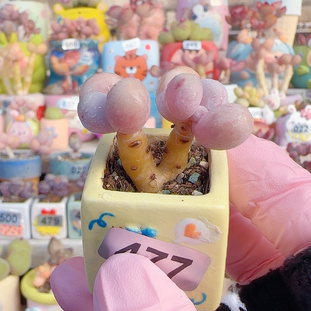 L 双头蛋黄奶 盆口2.5cm