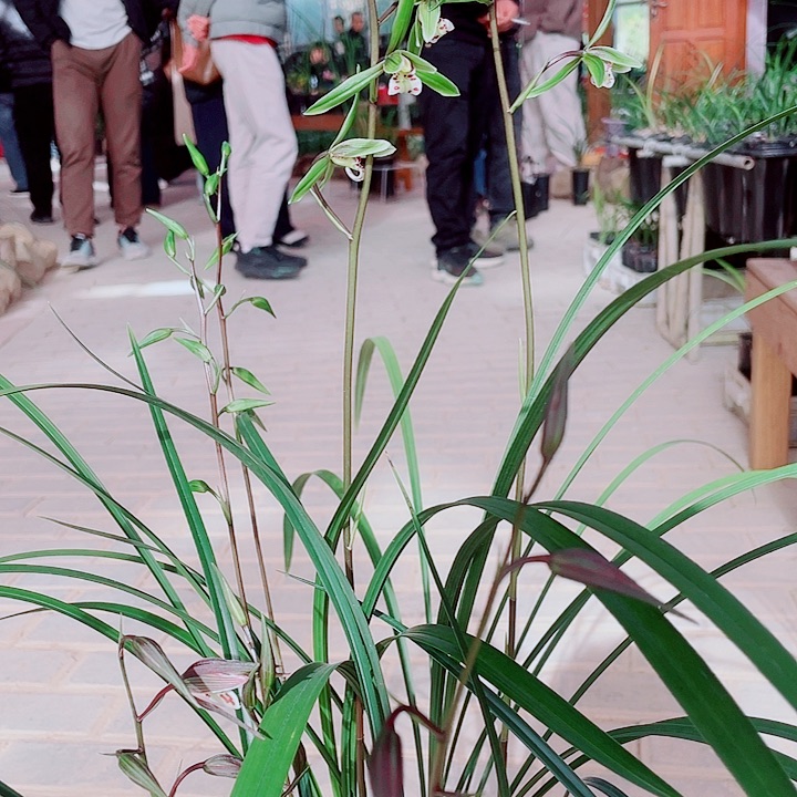 龙***哥无花朵一物一漂亮开花