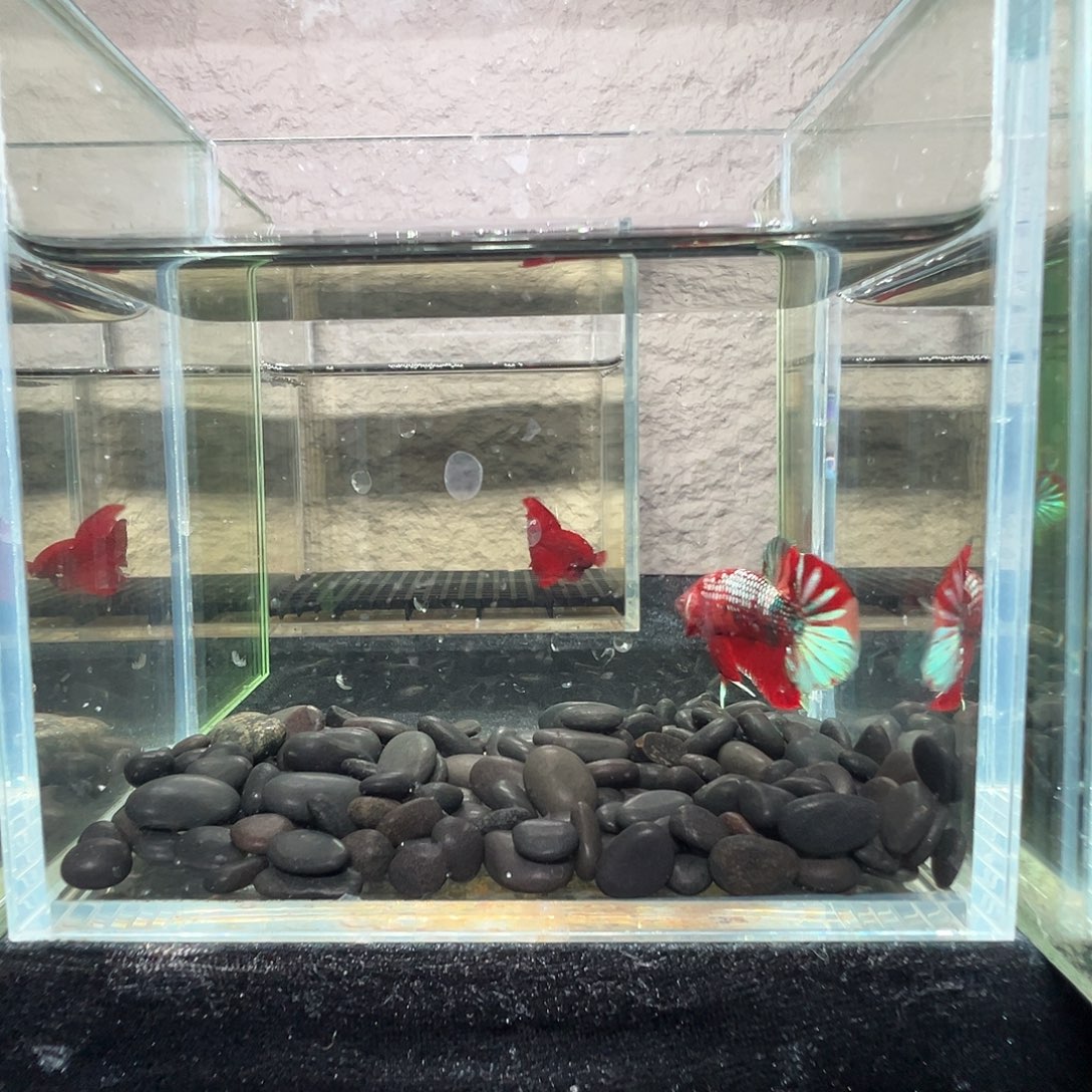 斗鱼阿浩泰斗23日51