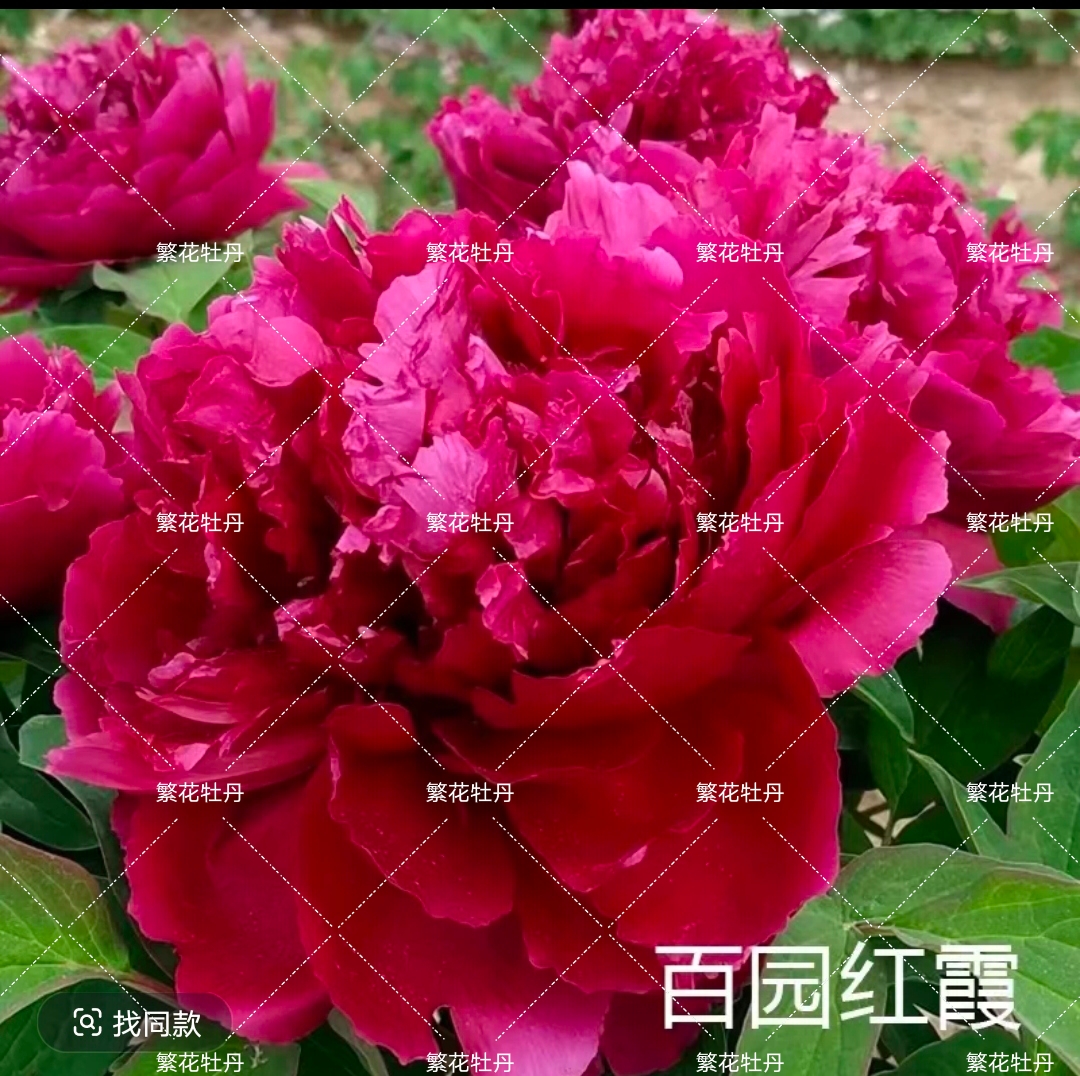 牡丹《百园红霞》先发肥料 秋季发苗