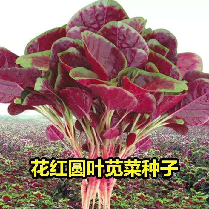 红苋菜种子籽春夏四季新鲜青菜籽野菜盆栽阳台蔬菜种子紫苋菜种籽