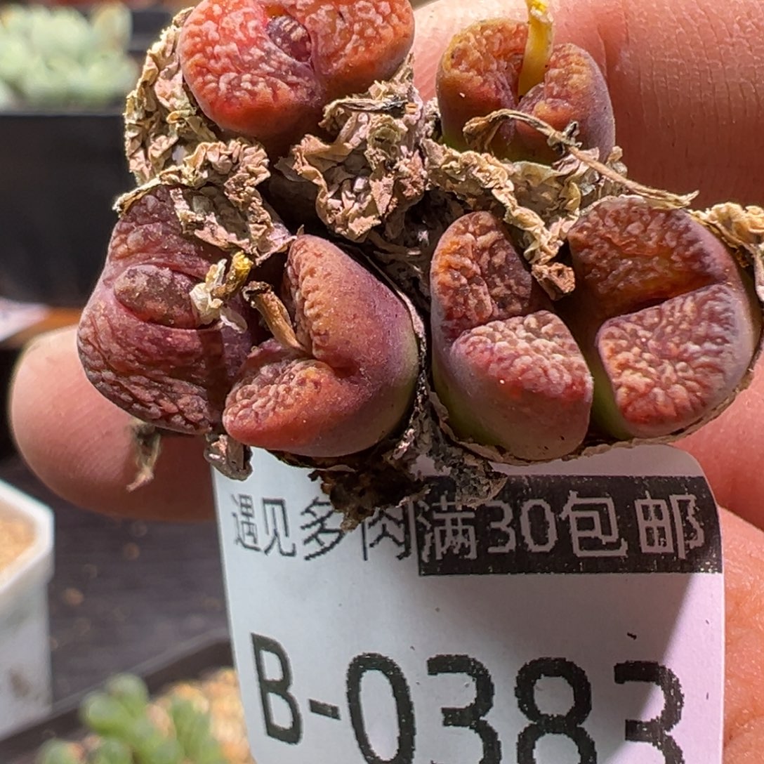 多肉植物111111111111