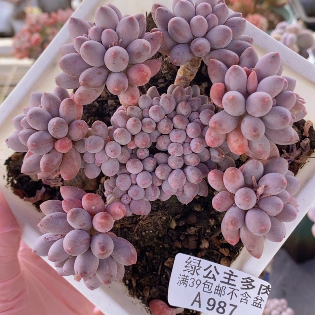 婴儿手指10cm987多肉植物