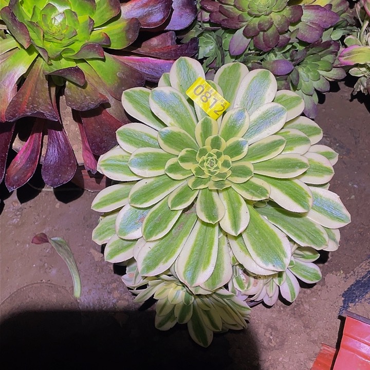 0812迈巴赫多肉植物