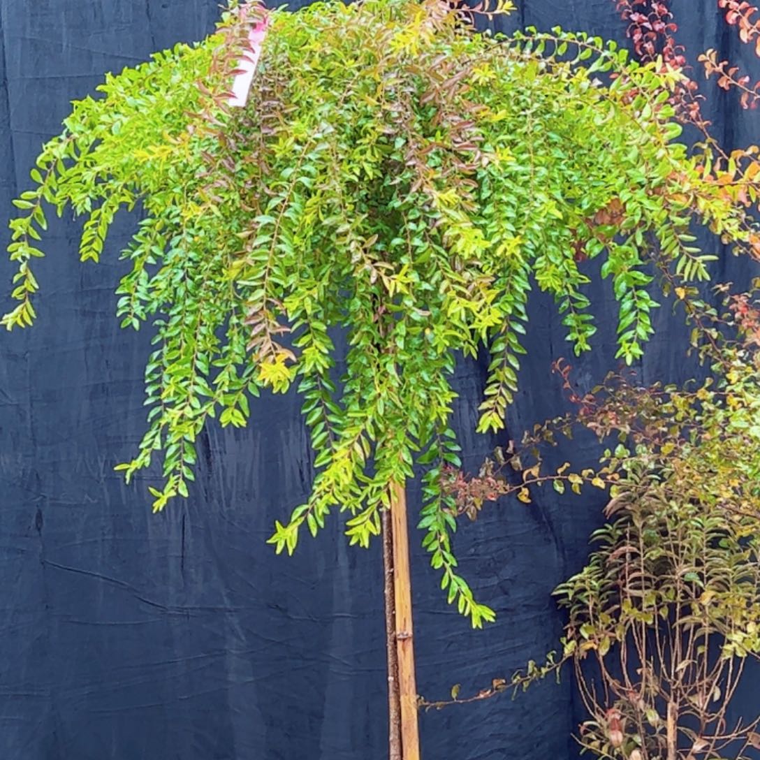 完全开放喷雪花雪柳棒棒糖