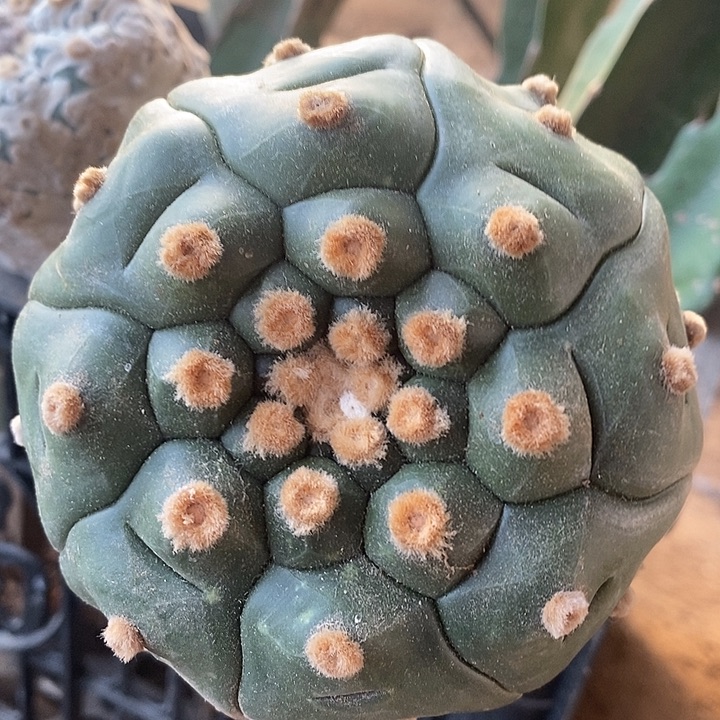 三角苗接角尤龟甲指纹