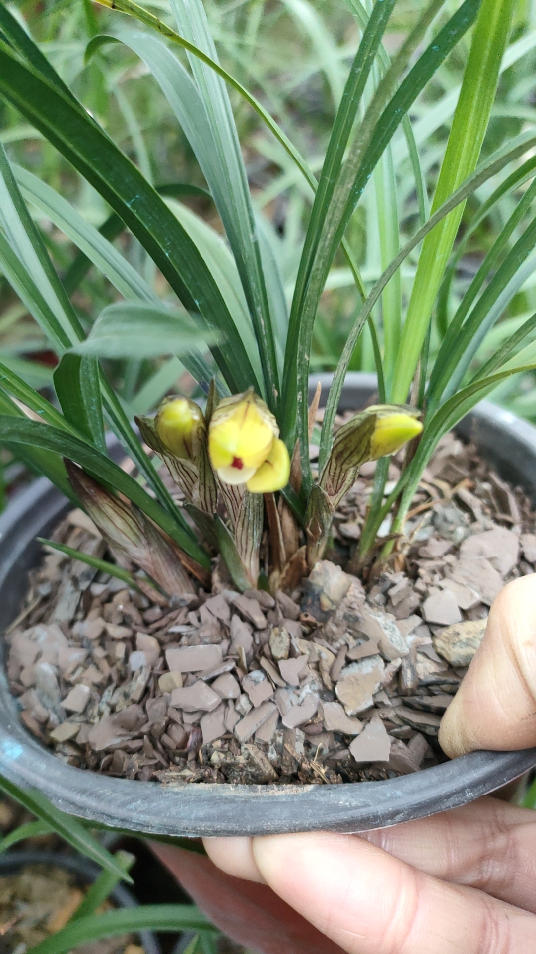 贵州春兰直播间一物一拍