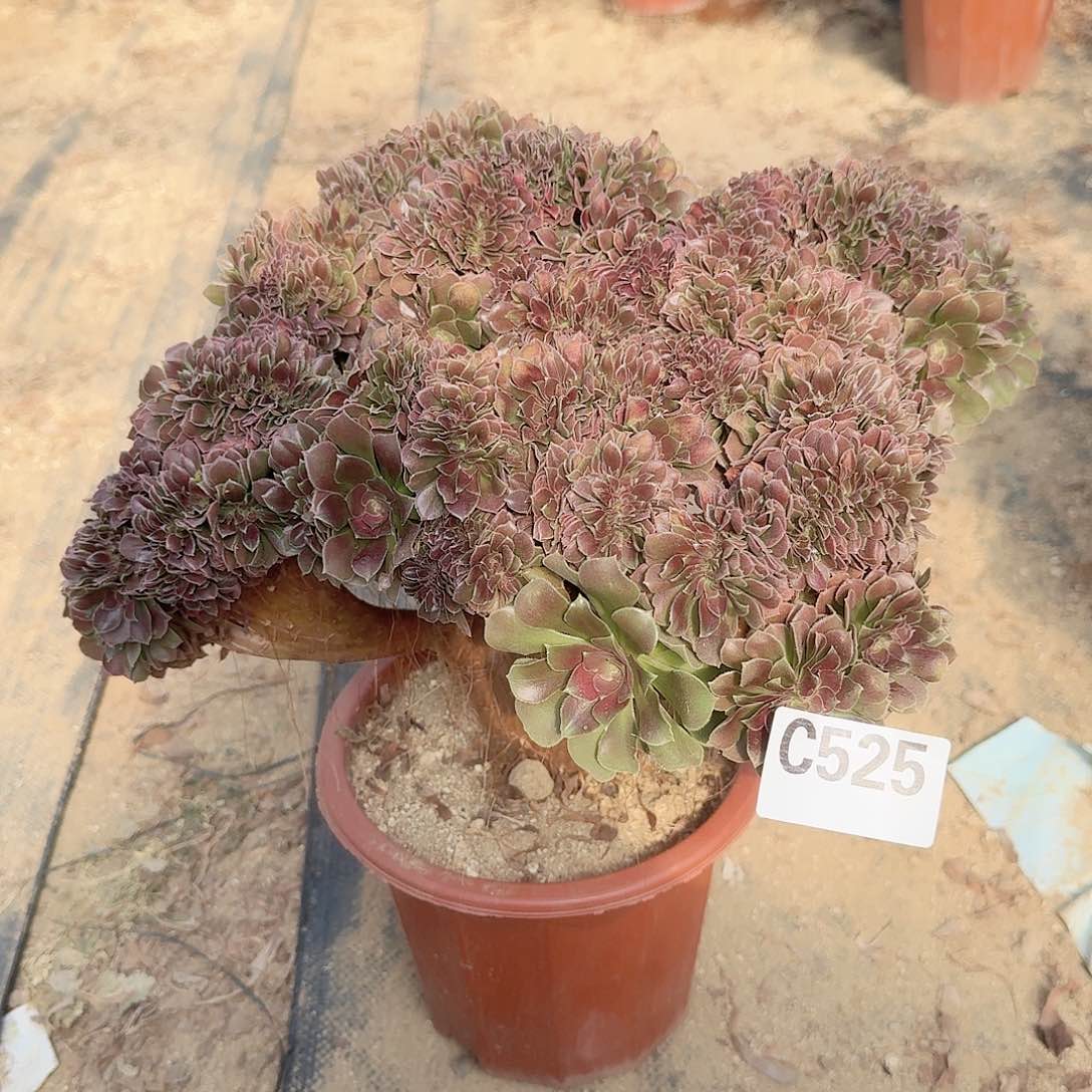 525玫瑰朵朵一颗呀呀