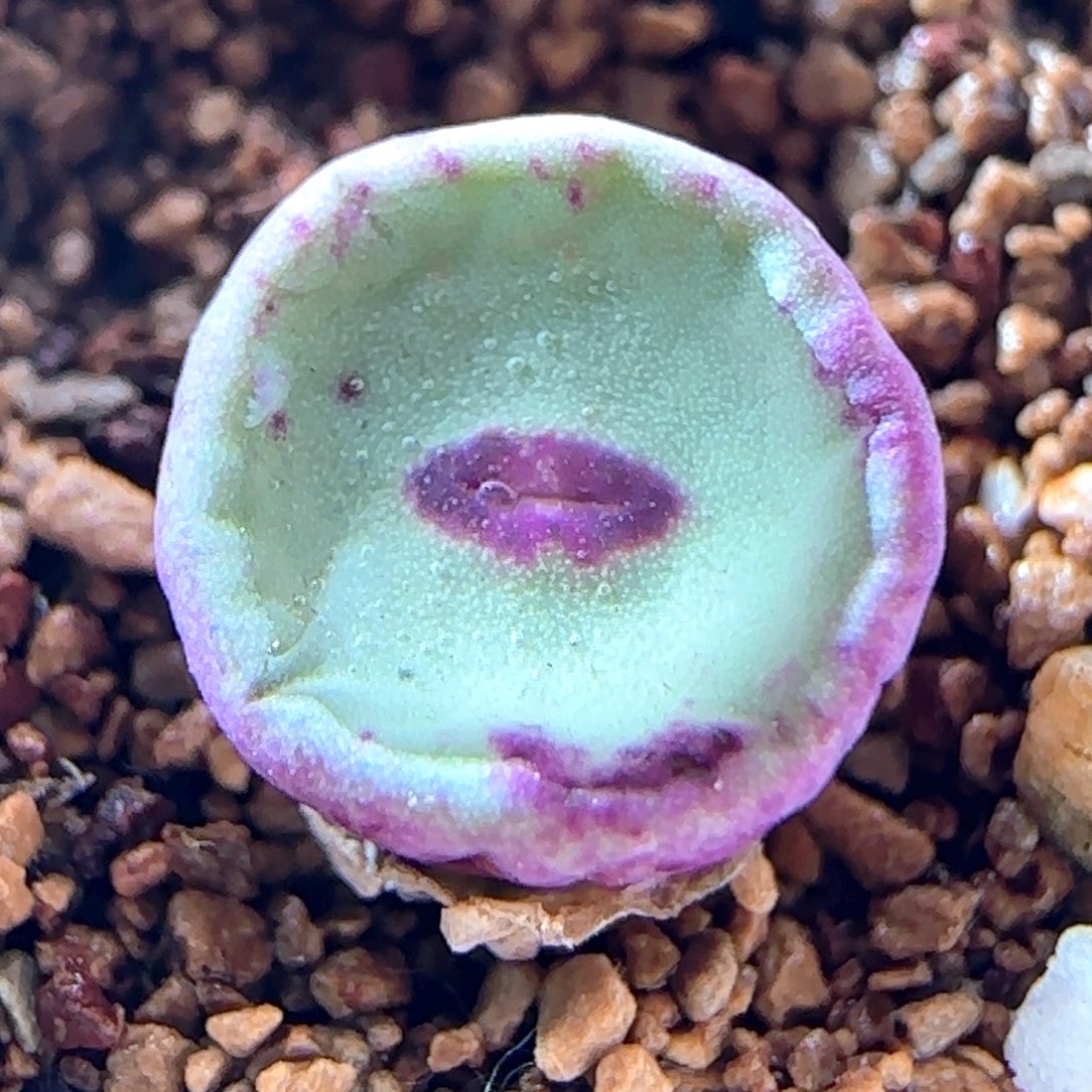 5.26.28/se小红嘴/尺寸小/