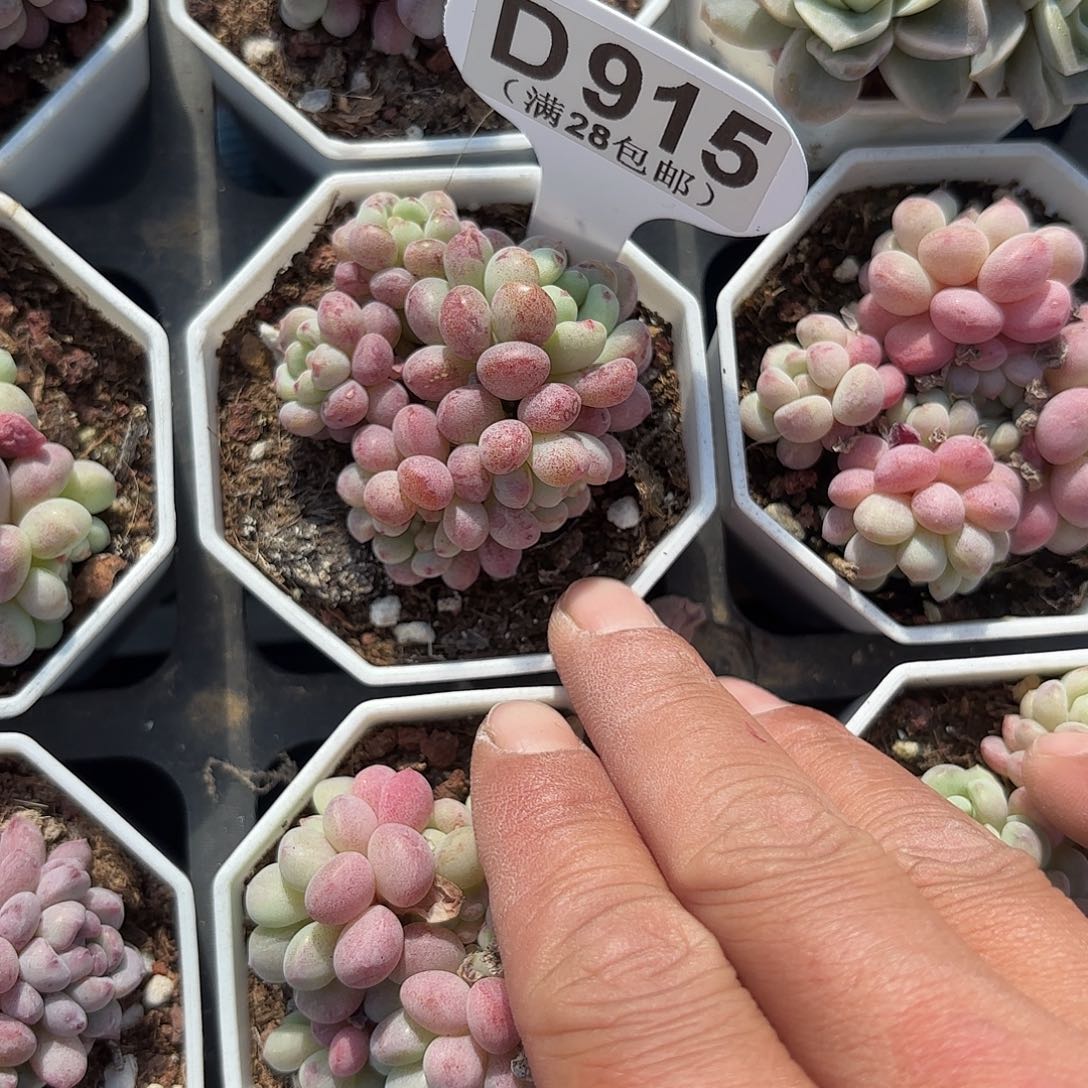 D915小红蛋一物一拍