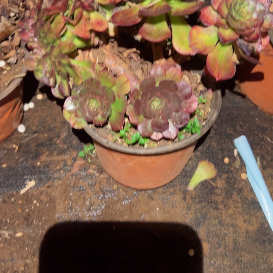 2116 号多肉植物法师新年福利