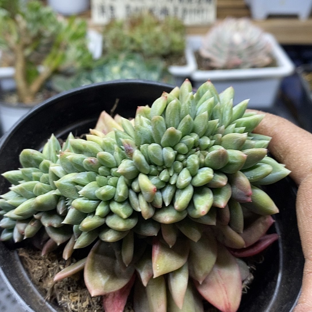 02115 幻影缀化多肉