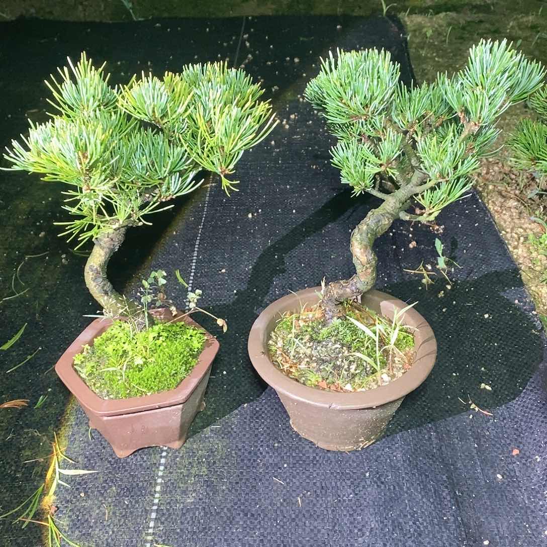 【闪购商品】无花朵