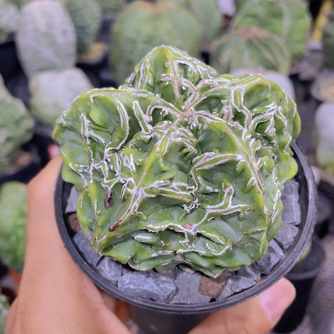 095实生根核桃鸾凤玉