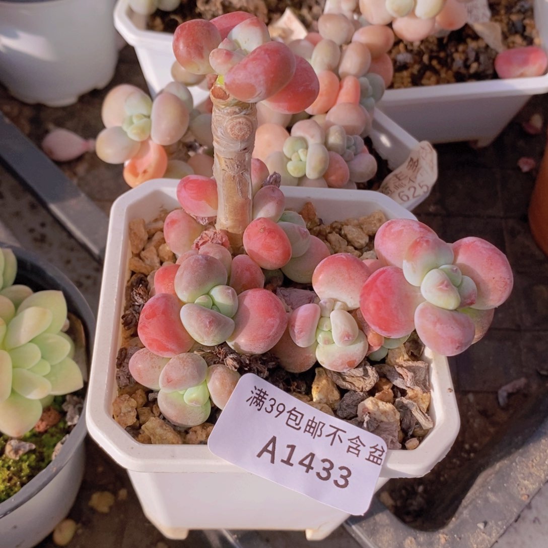 腰子红洛神7cm1433多肉植物