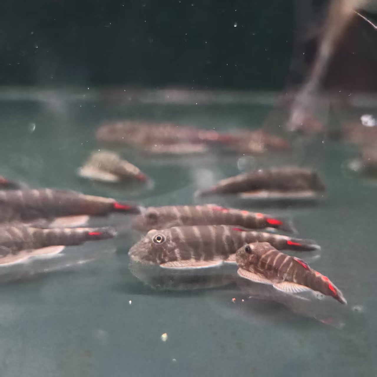 西西小鱼 红旗腹吸鳅鱼 小鱼观赏鱼小型饲养混养活体水族热带