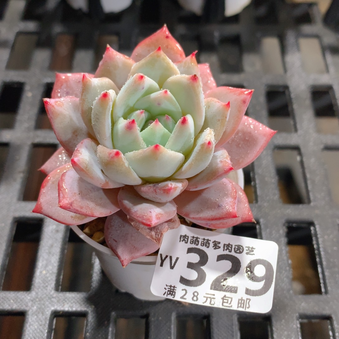 肉萌萌拇指盆精控多肉YV329