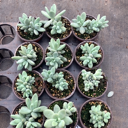 白兰地12颗一组073 不包损