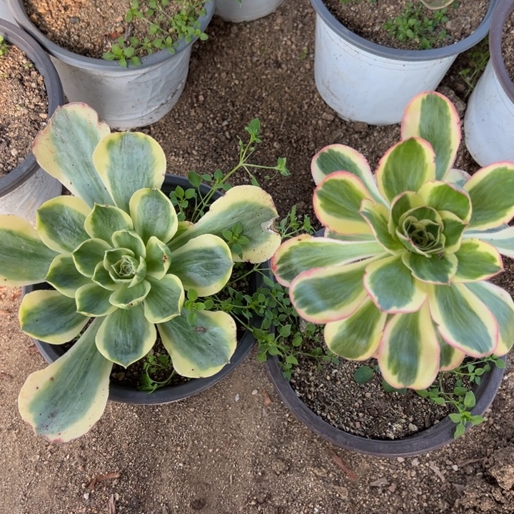 香炉盘燕子锦两颗组多肉植物量