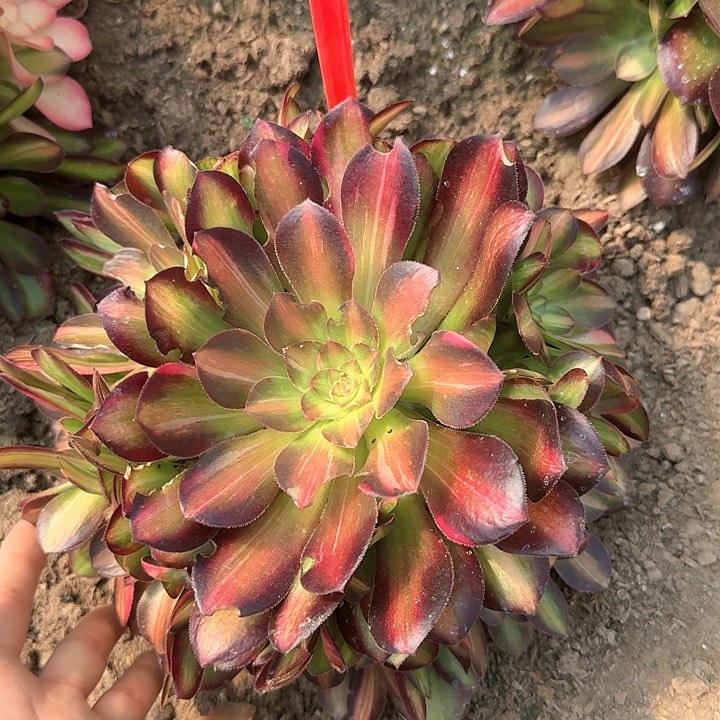 5-10流星雨多肉法师