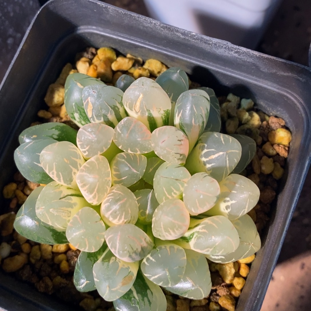 一颗实生糊斑玉露锦  特价