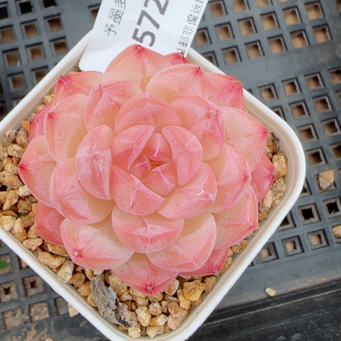 美心，5720多肉植物