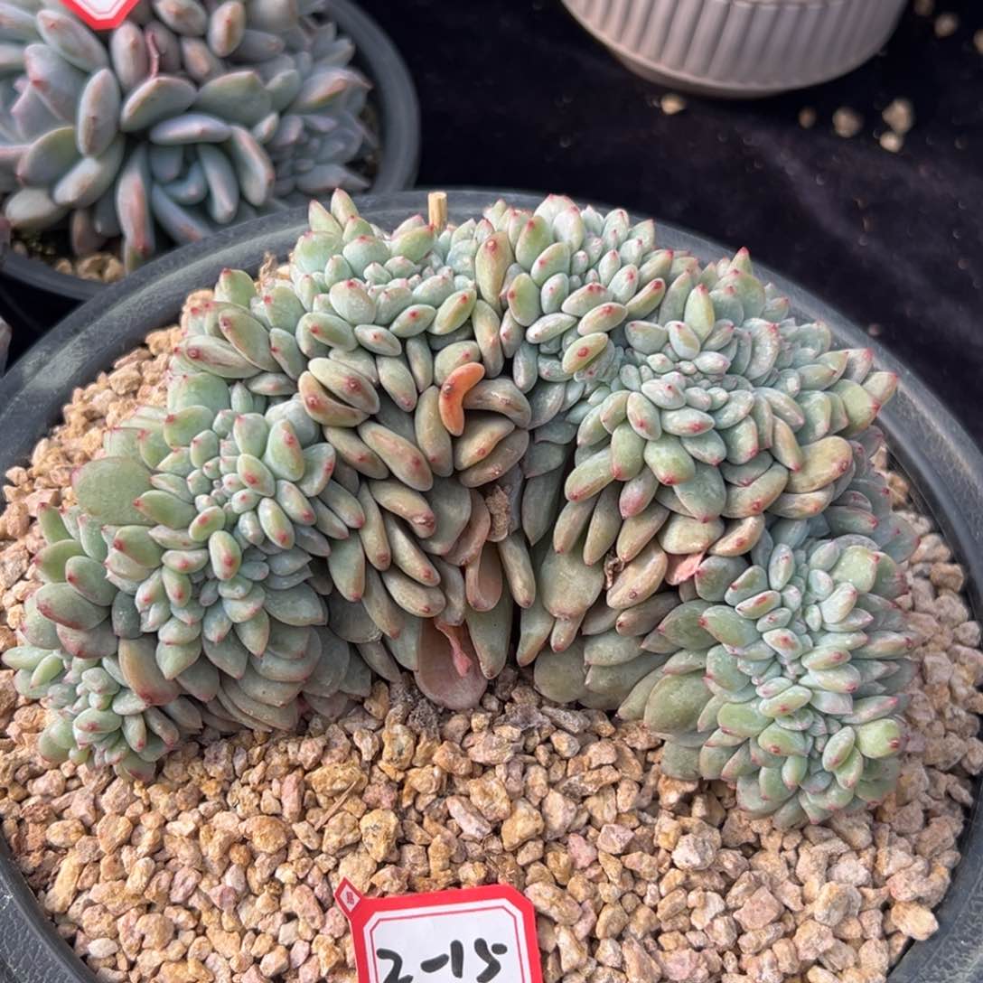 新年快乐 新年快乐