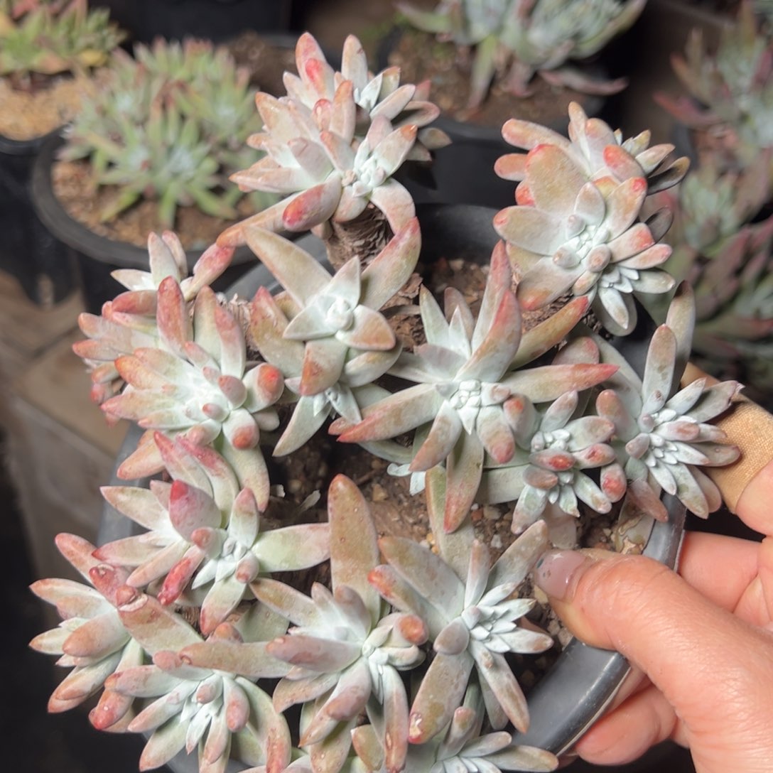 2680微瑕哈哈哈哈哈哈哈