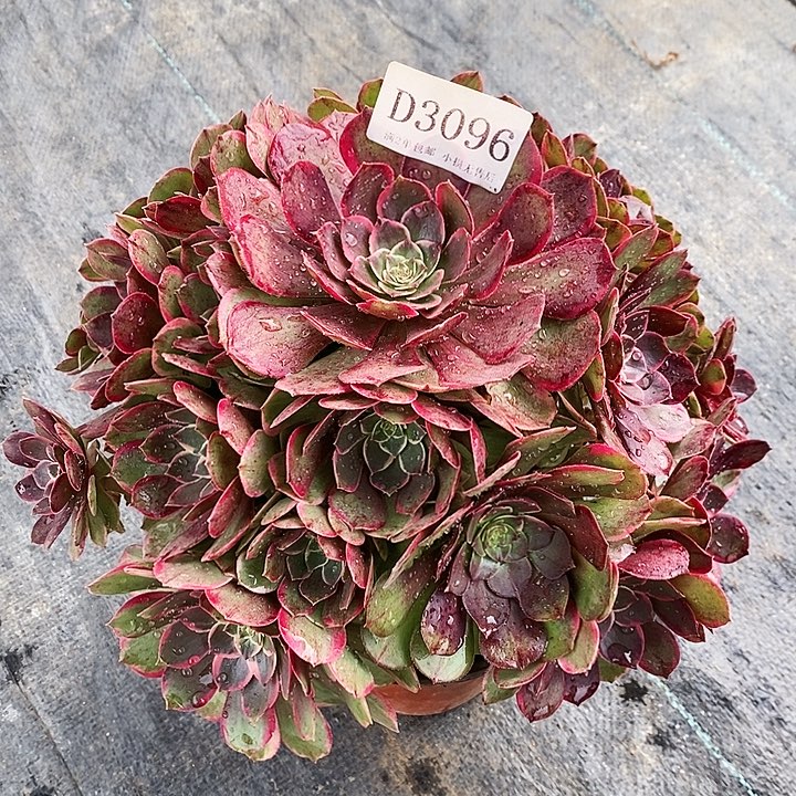 3096夜宴多肉植物