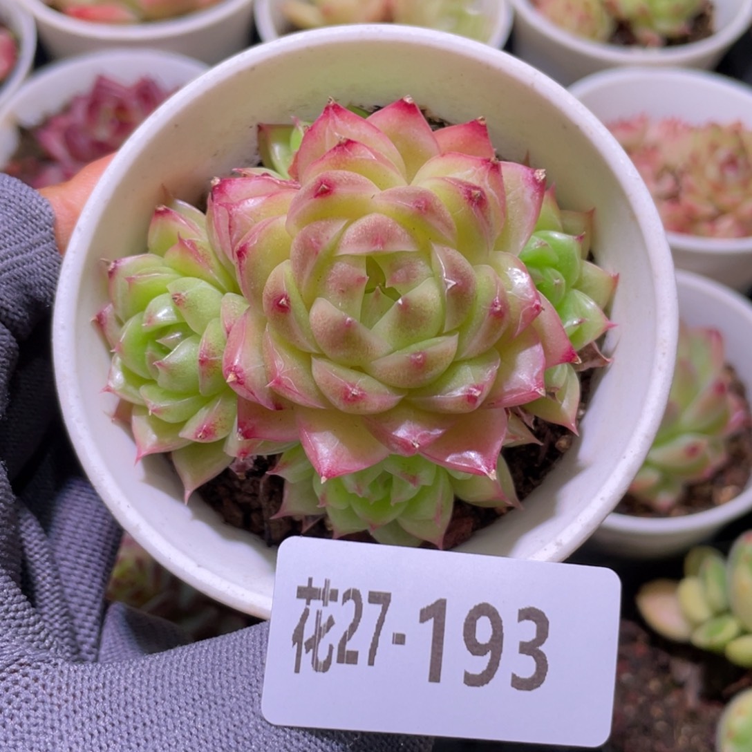 花利美27-193麦秆群