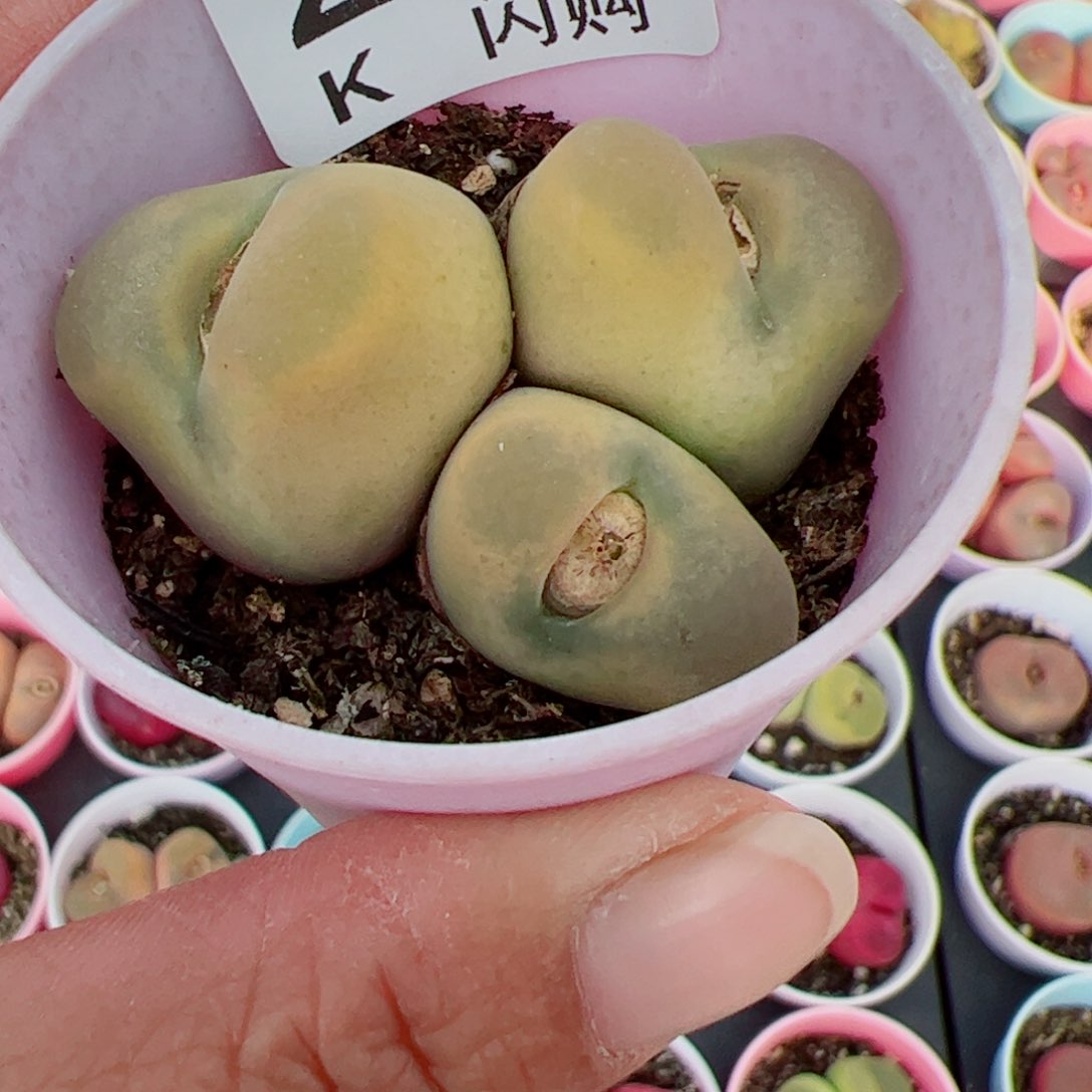 无花朵_****我很喜欢这个K243