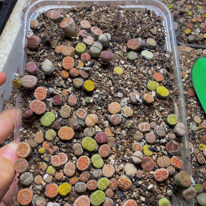 多肉植物的生长发育7