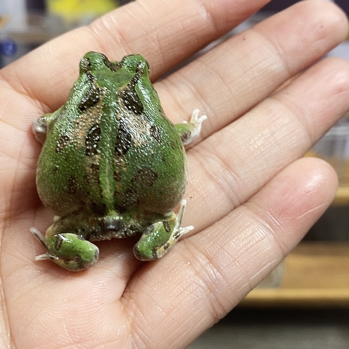*****角蛙957号波子角蛙