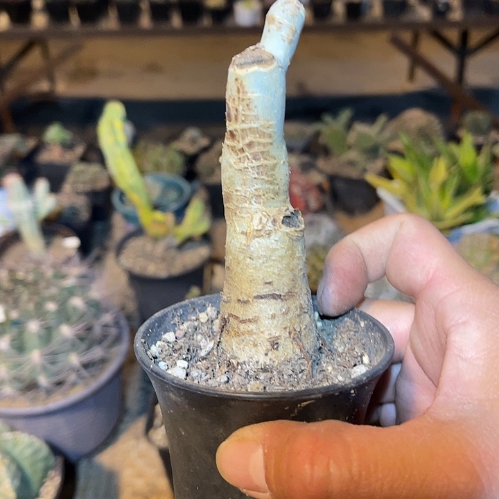 满38包邮2天凑单，脱土晾根发货多肉植物葡萄翁