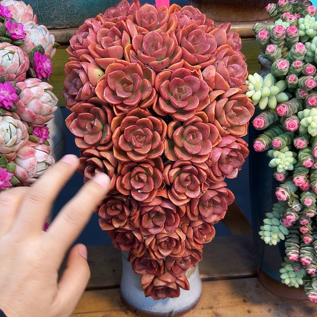 035巧克力玫瑰多肉组合