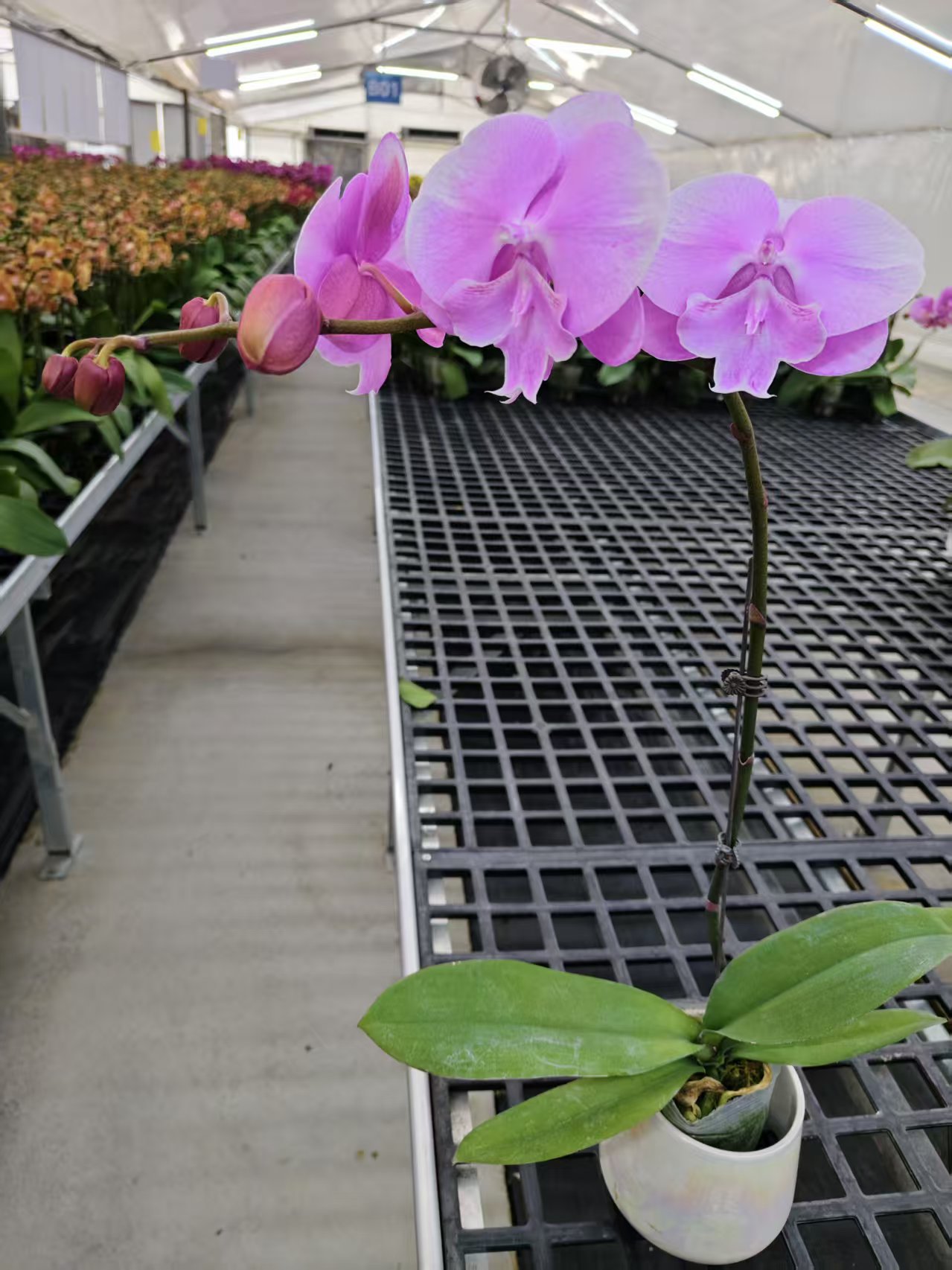 蝴蝶兰【粉色大舌头】鲜花盆栽室内观赏花花佛山基地直发好养易活