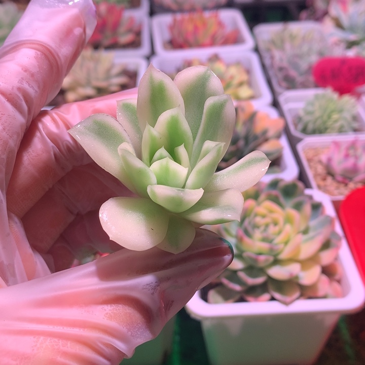 寒酥，锦哥多肉锦，