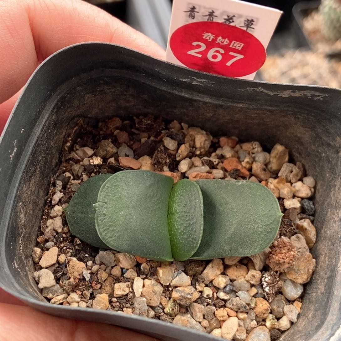卧牛一棵仙人球，