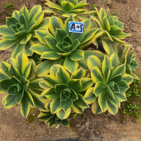 星爆多肉植物115多肉