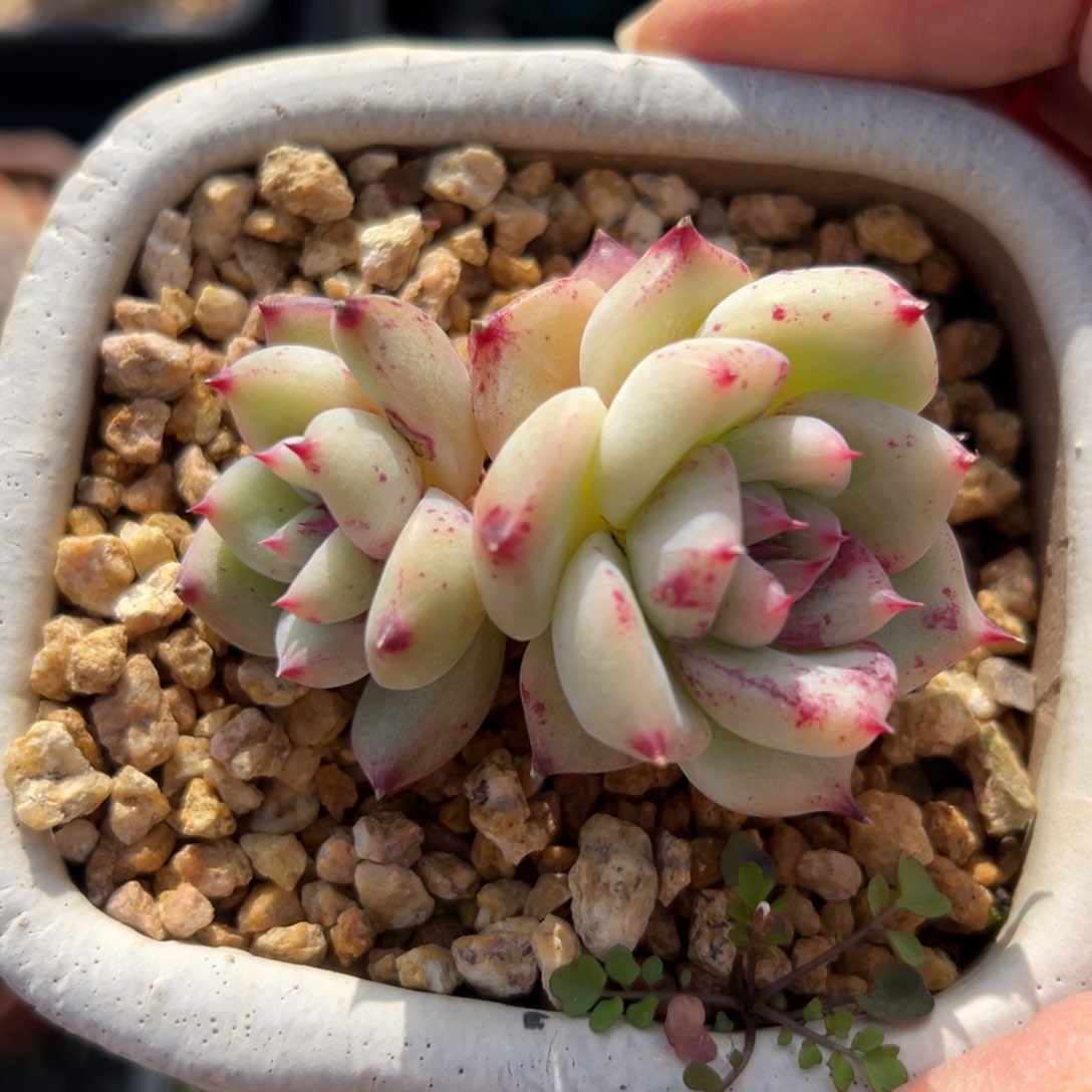 白拉糖精控多肉一物一拍