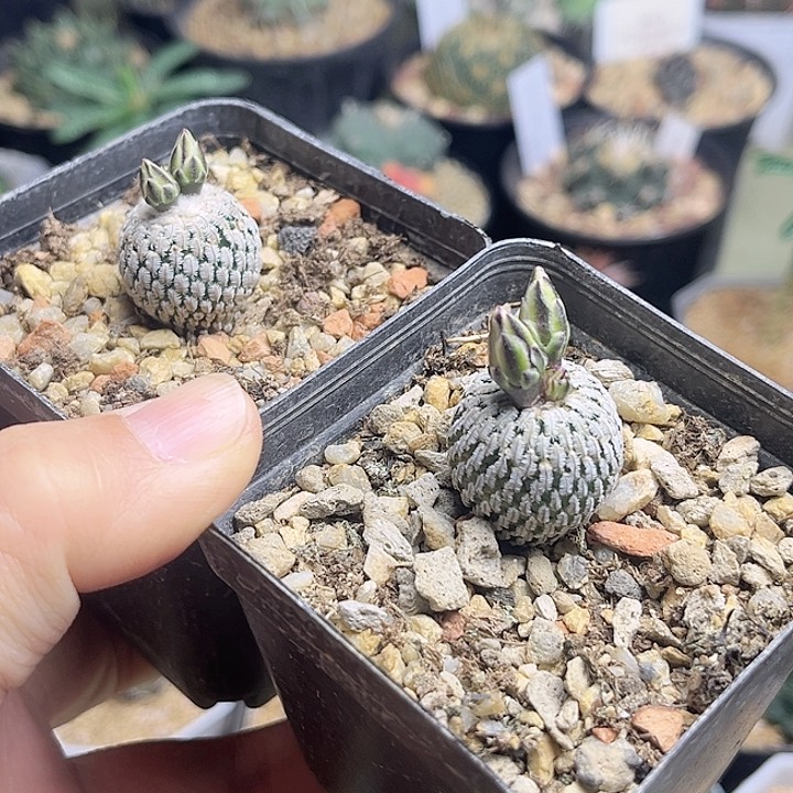 2颗浓赤花精巧殿实生球