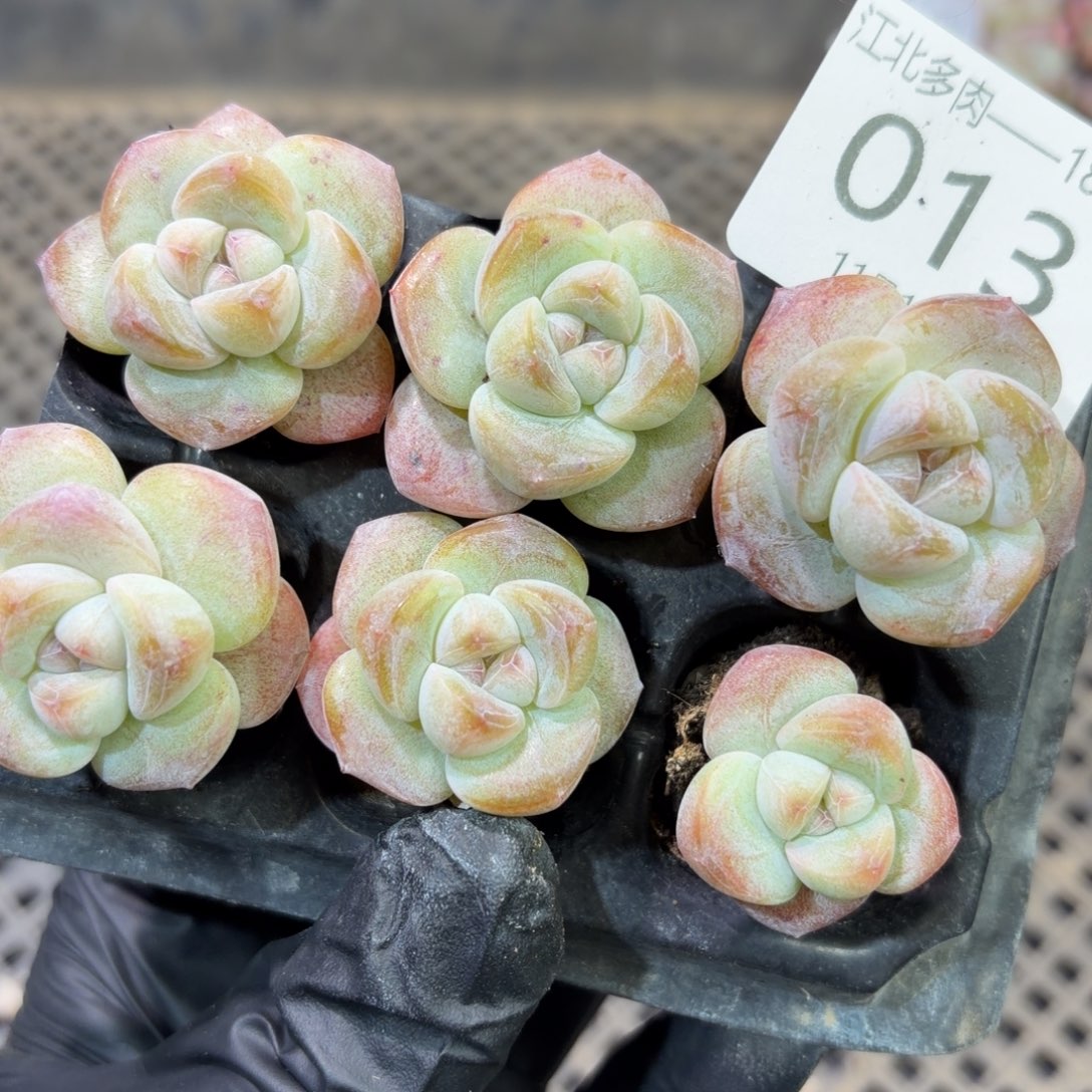 13 号江北多肉到手1框