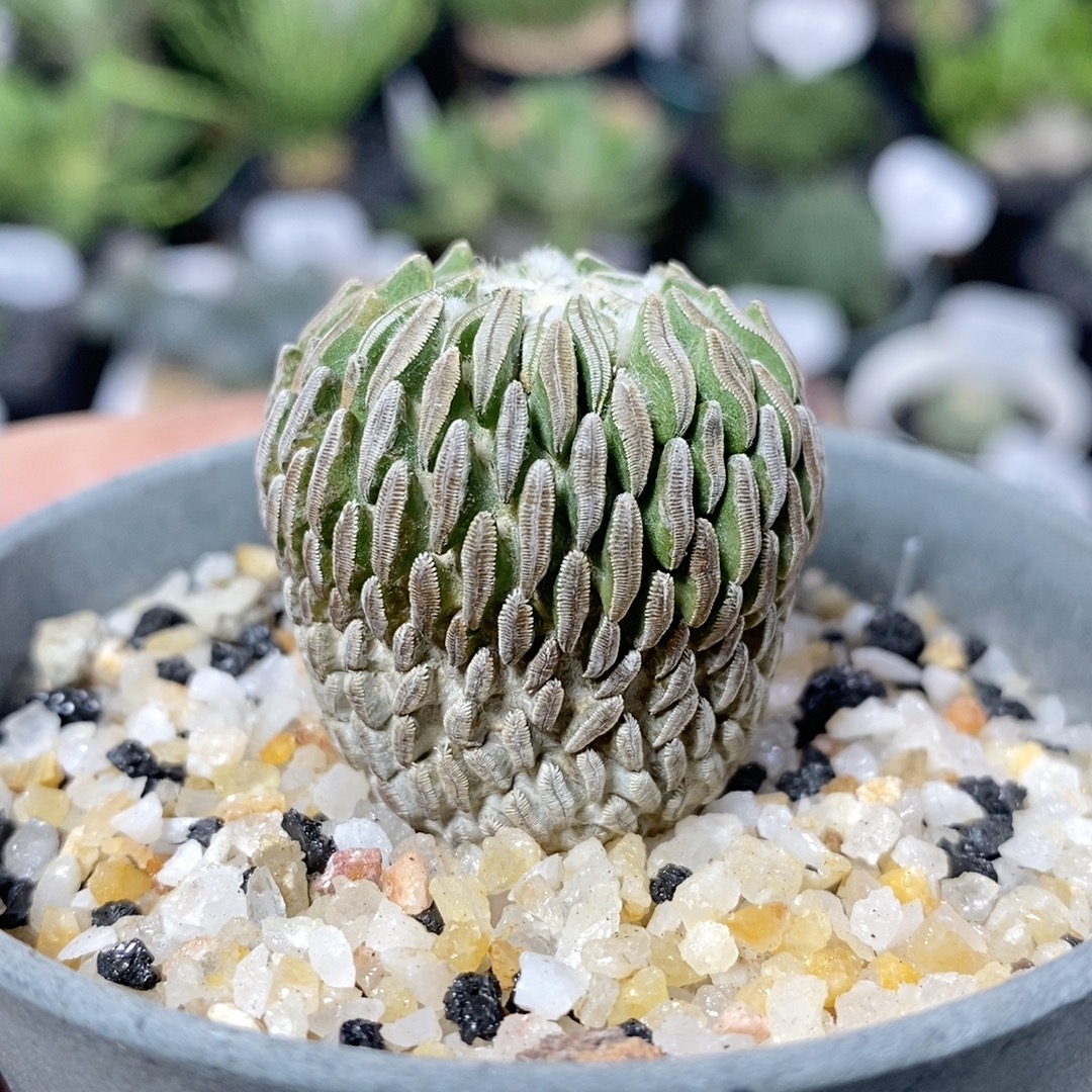 39号实生精巧丸3cm