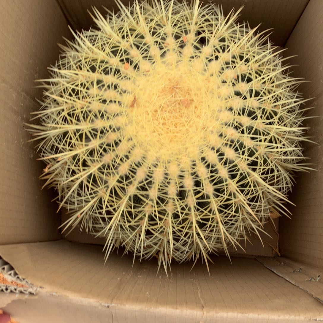 32公分金虎仙人球