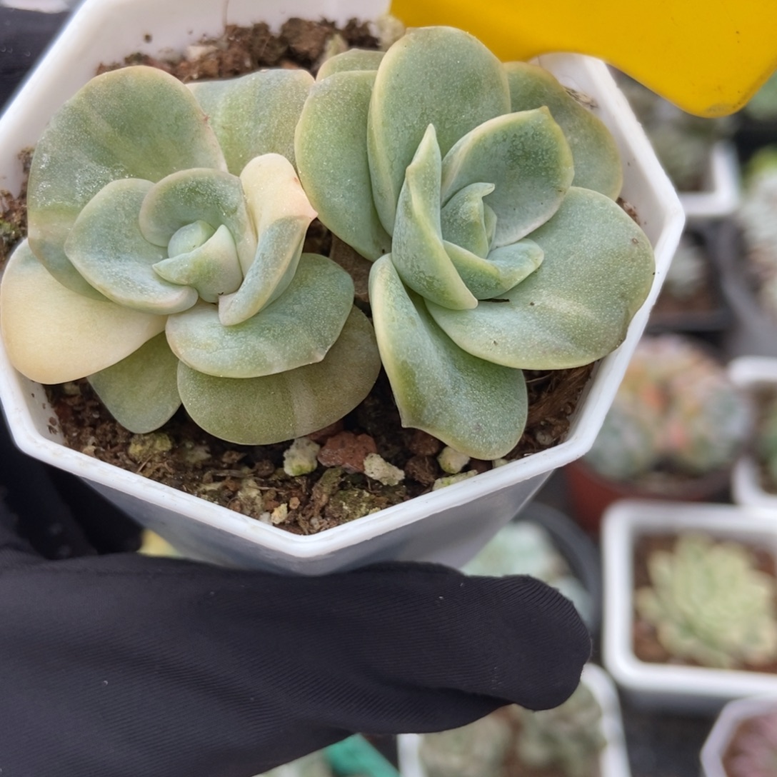 945可爱玫瑰锦多肉植物