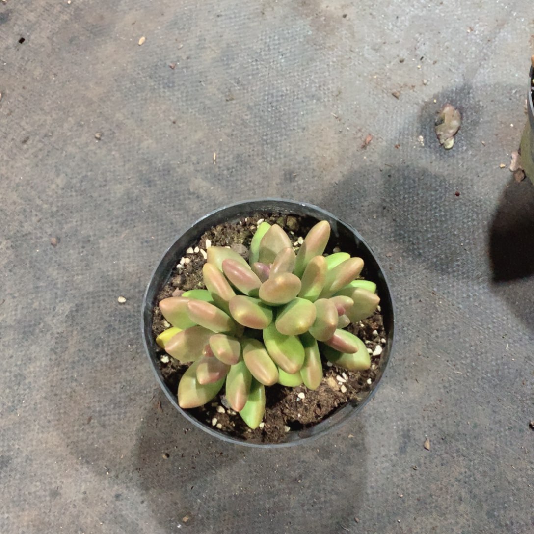 多肉植物和大雪覆盖着