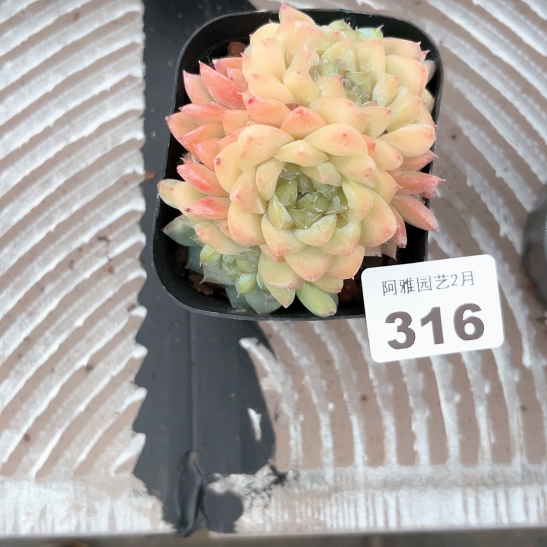 阿雅园艺。       316