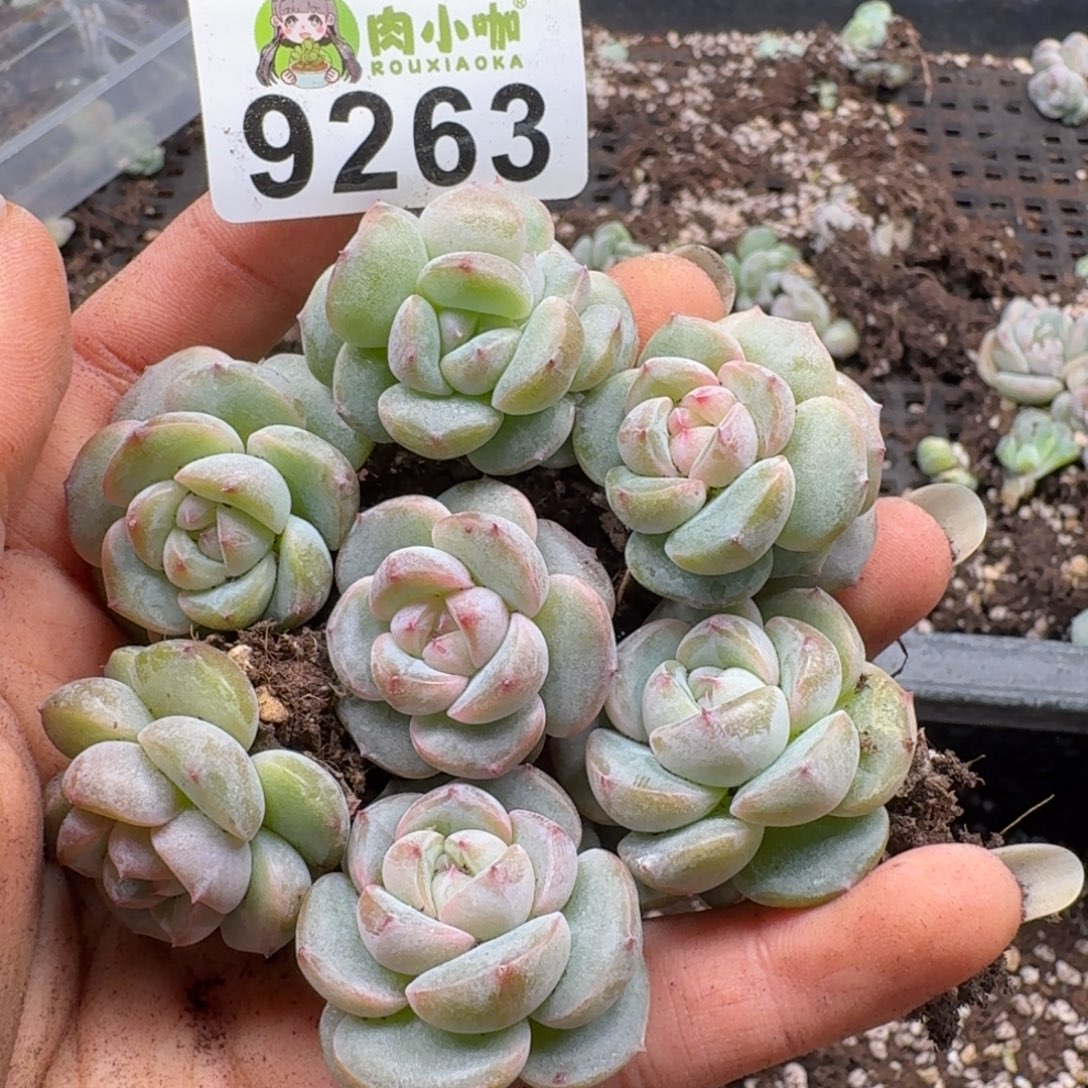 多肉植物多肉植物